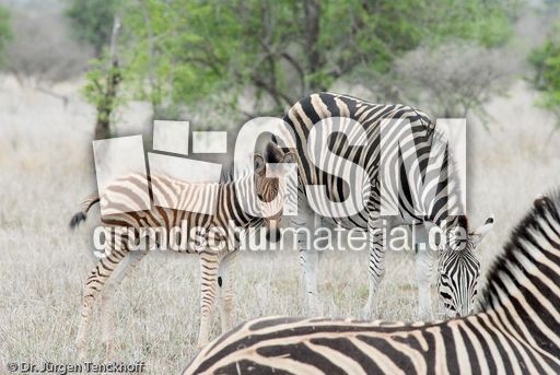 Zebra (4 von 28).jpg